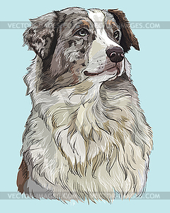 Australian shepherd colorful hand drawing portrait - vector image