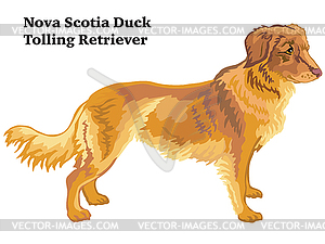 Colored decorative standing portrait of Nova - color vector clipart