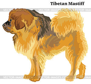 Colored decorative standing portrait of Tibetan - vector clip art