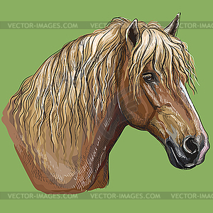 Colorful hand drawing Horse portrait- - vector image