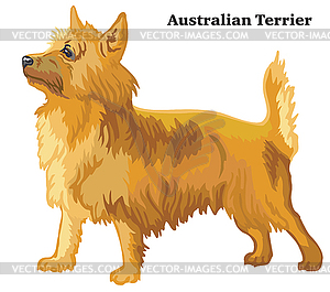Colored decorative standing portrait of Australian - vector clip art