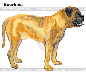 Colored decorative standing portrait of Boerboel - vector clipart