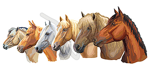 Set of horses breeds  - vector clipart