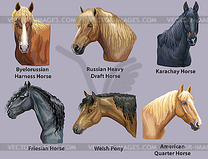 Set of portraits of horses breeds  - vector clip art