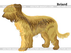 Colored decorative standing portrait of Briard - vector image