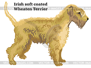 Colored decorative standing portrait of Irish soft - vector clipart