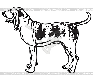 Decorative portrait of Dog Bracco Italiano - vector clip art