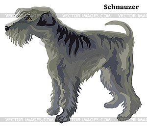 Colored decorative standing portrait of Schnauzer - vector clipart