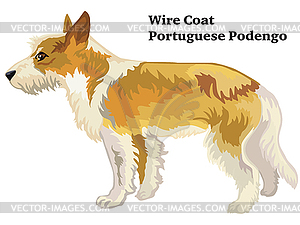 Colored decorative standing portrait of Wire Coat - vector clipart