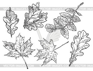 Hand drawing leaves - white & black vector clipart