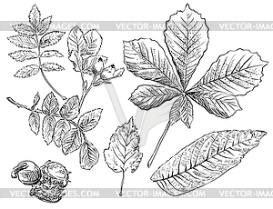 Hand drawing leaves - vector clip art