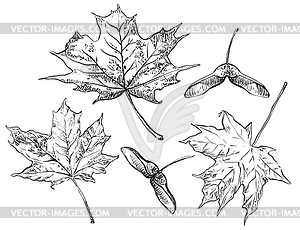 Hand drawing leaves  - royalty-free vector clipart