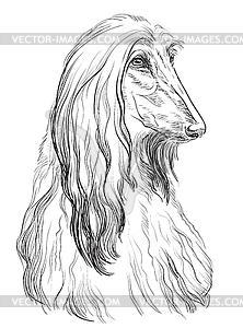Afghan Hound hand drawing portrait - vector image