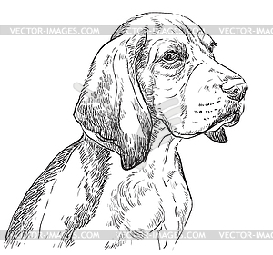 Beagle hand drawing portrait - white & black vector clipart