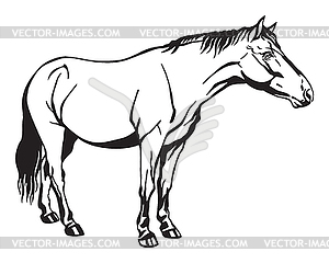 Standing horse - vector image