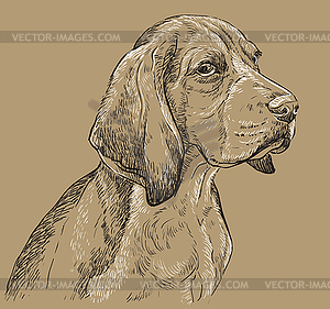 Beige Beagle hand drawing portrait - vector clip art