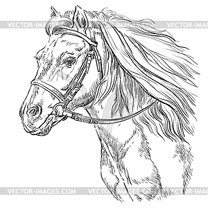 Horse portrait 21 - vector clipart