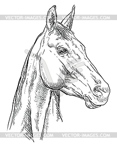 Horse portrait 25 - vector image