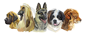 Large dog breeds - vector clip art