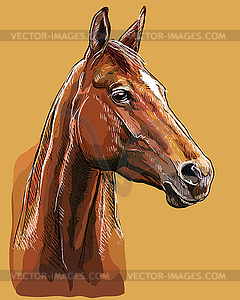 Hand drawing horse portrait 25 - vector image