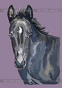 Hand drawing horse portrait 28 - vector EPS clipart