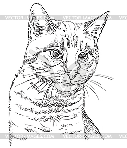 Рука рисунок кота - векторизованное изображение