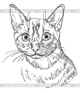 Рука рисунок кота - стоковый клипарт