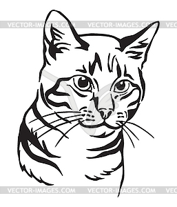 Decorative portrait of Cat  - vector image