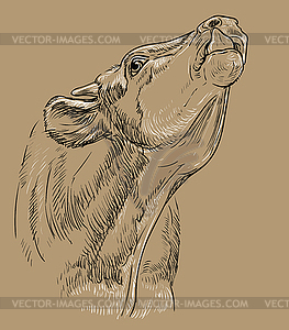 Head of bull hand drawing vintage - vector clip art