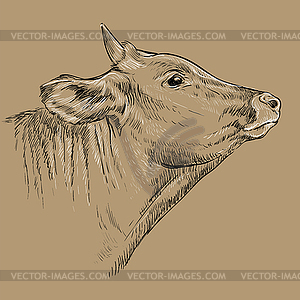 Kind head of cow hand drawing - vector clipart / vector image