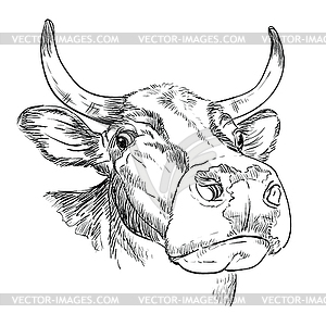 Head of funny bull in perspective drawing - vector image