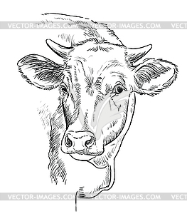 Head of beauty cow hand drawing - vector clipart