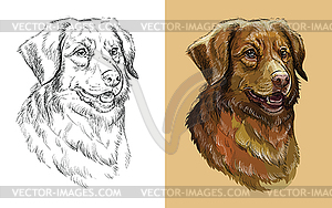 Portrait of dog Nova Scotia Duck Tolling Retriever - vector image