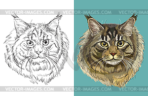 Portrait of Maine coon cat - vector clipart