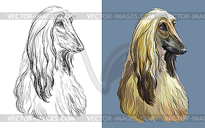 Portrait of cute funny dog Afghan Hound - vector clipart