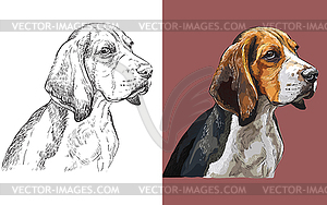 Portrait of cute funny dog Beagle - color vector clipart