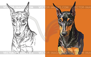 Portrait of cute funny dog Miniature Pinscher - vector clipart