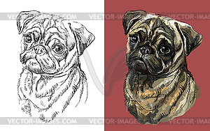 Portrait of cute funny dog Pug - vector clip art