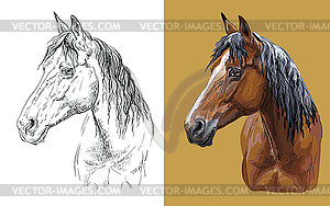 Portrait of young bay horse - vector image