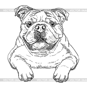 Bulldog dog hand drawing portrait - vector clip art