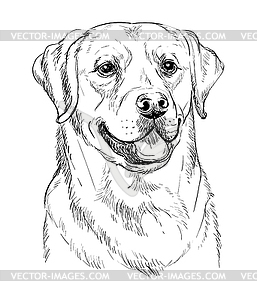 Labrador retriever dog hand drawing portrait - vector clipart