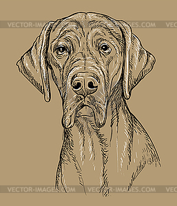 Great dane dog hand drawing brown - royalty-free vector image