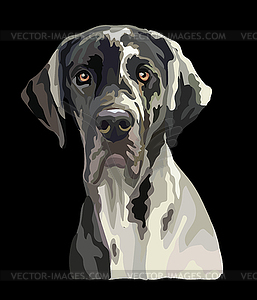 Great dane dog color - vector clip art