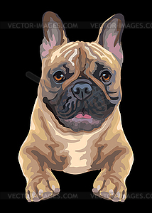 French bulldog dog color - vector clipart / vector image