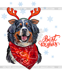 Christmas Bernese mountain dog - color vector clipart