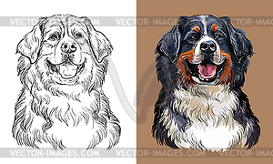 Hand drawing Bernese mountain dog monochrome and - vector clip art