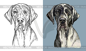 Hand drawing dog Great dane monochrome and color - color vector clipart