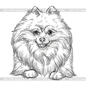 Pomeranian hand drawing dog - vector image
