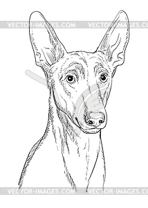 Pharaoh Hound hand drawing dog - vector clip art