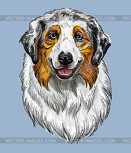 Australian Shepherd hand drawing dog color - vector image